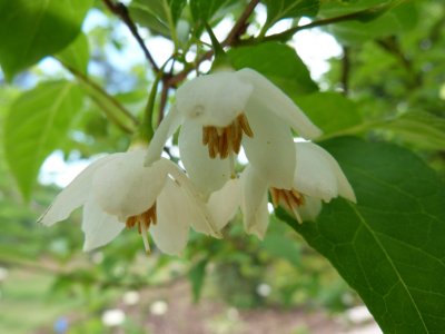 Styrax japonica - sturač japonský - květ